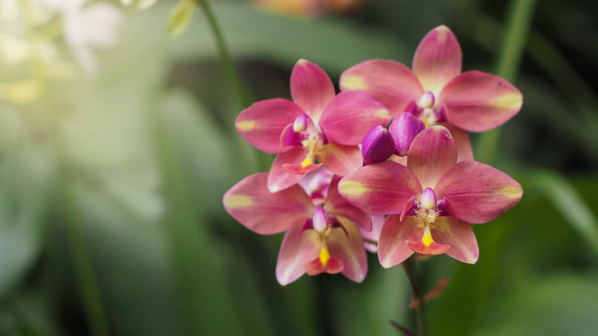 Ground Orchids (Spathoglothis)